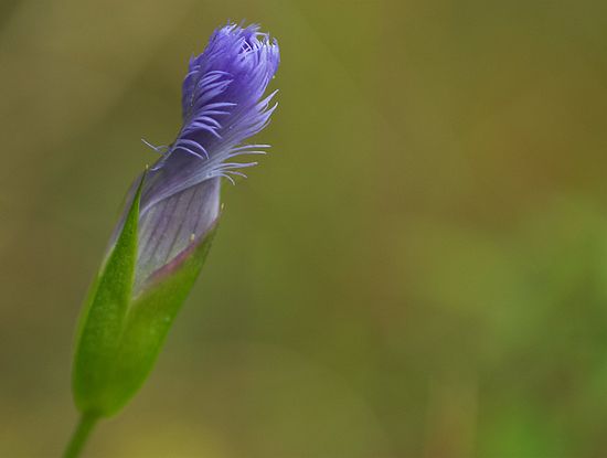 Borrow Pit CVPS Photo Walk Fringed Gentian
