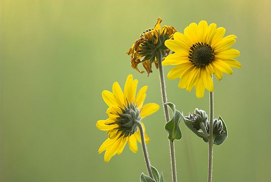Brecksville Reservation Photo Shoot - Harriet Keeler Park