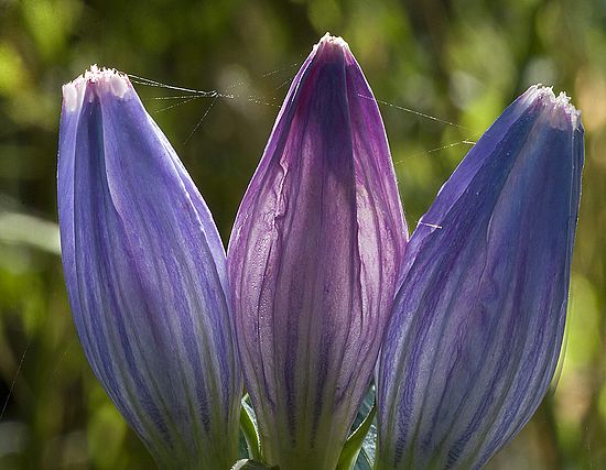 Honorable Mention - Plants & Flowers
