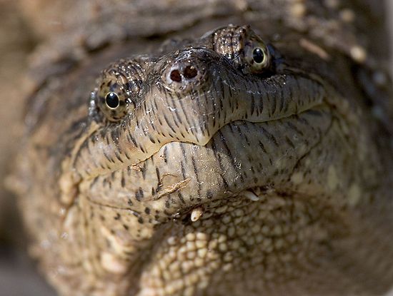 1st Place - Animals & Wildlife