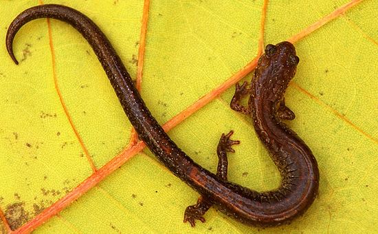 3rd Place - Animals & Wildlife