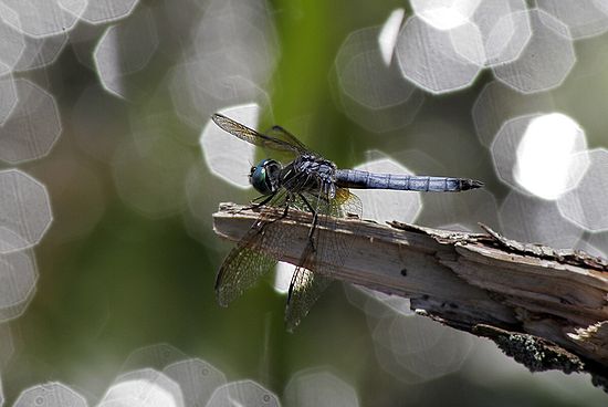 Honorable Mention - Animals & Wildlife