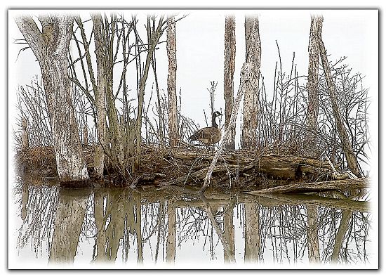 1st Place - Creative Imaging