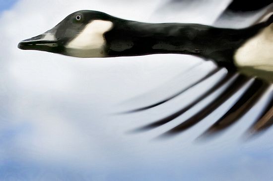 Honorable Mention - Creative Imaging