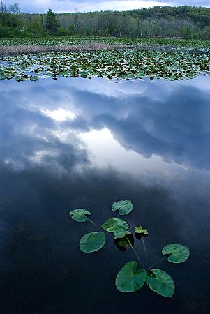 Scenics & Landscapes