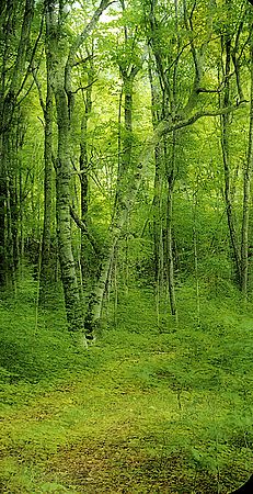 Scenics & Landscapes