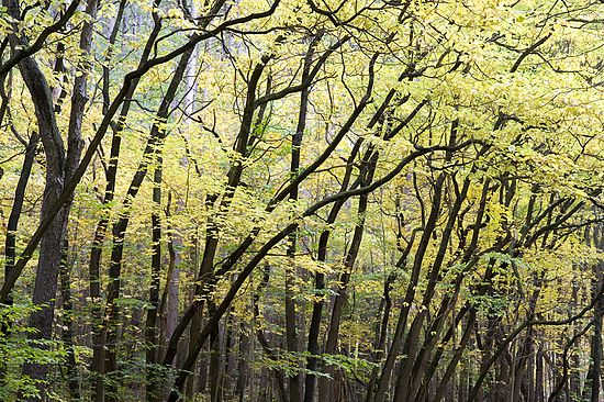 Scenics & Landscapes