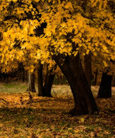 Scenics & Landscapes