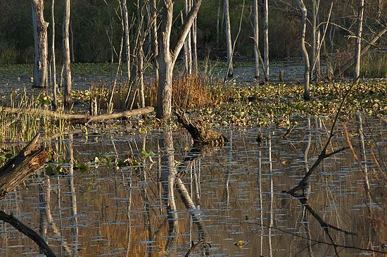Landscapes and Activities in the Park