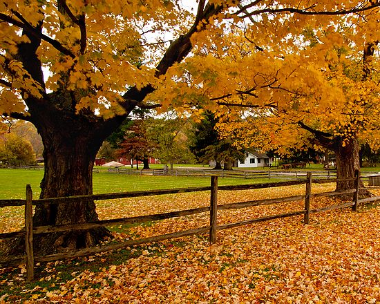 Landscapes and Activities in the Park
