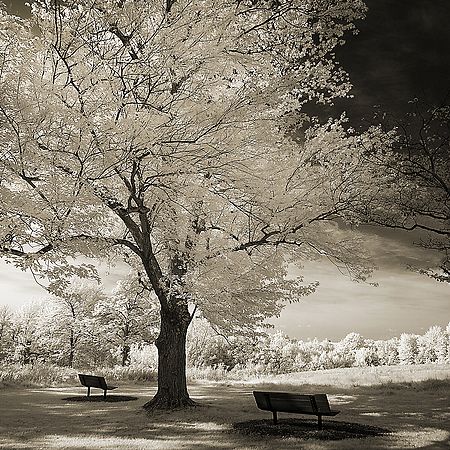 Landscapes and Activities in the Park