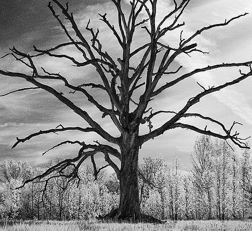 Landscapes and Activities in the Park