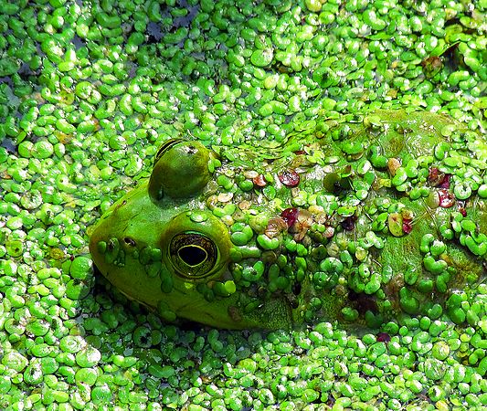 Hidden Frog at Lock 26 at Beavers Marsh 2013.