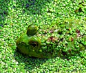 Hidden Frog at Lock 26 at Beavers Marsh 2013.