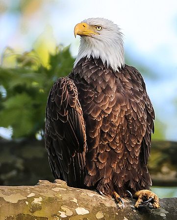 BALD EAGLE
