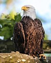 BALD EAGLE