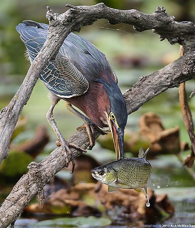 GREEN HERON FISHING