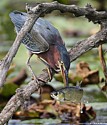 GREEN HERON FISHING