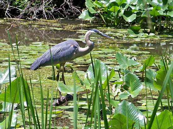 Waiting for Lunch at the Beaver Marsh