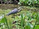Waiting for Lunch at the Beaver Marsh
