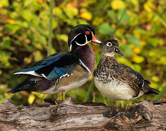 Wood Ducks
