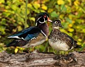 Wood Ducks