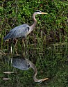 Heron Reflection