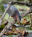 GREEN HERON FISHING