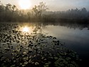 Dawn at the Beaver Pond