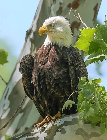 BALD EAGLE