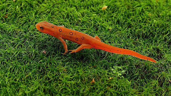 Eastern Red Spotted newt on moss
