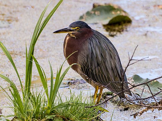 Green Heron