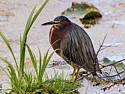 Green Heron