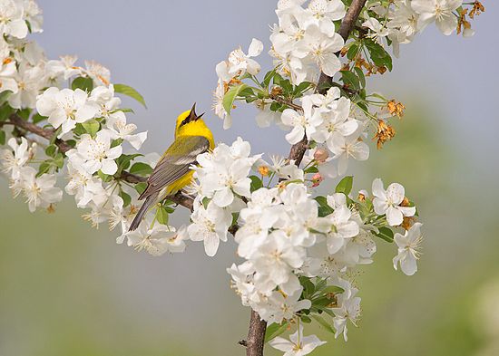 Blue-winged Warbler