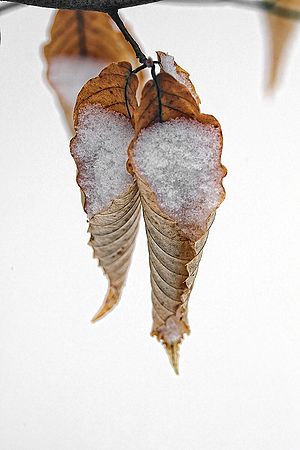 Photographed at Blue Hen Falls. CVNP