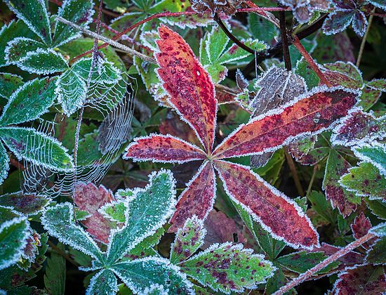 Honorable Mention\n\nClose-up\n\nWebs & Ice