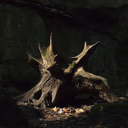 Landscape\n\nTwo halves of a root arguing