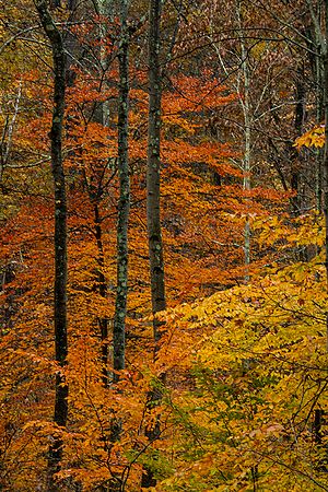 Landscape\n\nO Neil Woods in Full Color