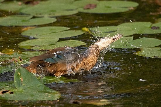 Wildlife\n\nDuck Bath at Beaver Marsh