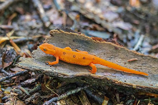 Wildlife\n\nEastern (Red Spotted) Newt