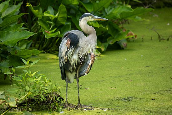 Wildlife\n\nHeron at Beaver Marsh