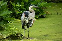 Wildlife\n\nHeron at Beaver Marsh