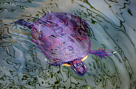 Wildlife\n\nSidestroke