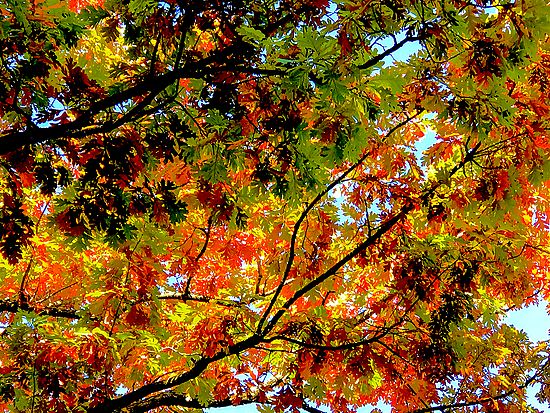Close-up\n\nCanopy Tapestry