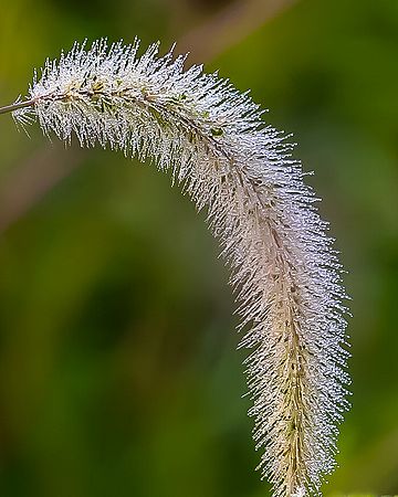 Close-up\n\nDewy Grass