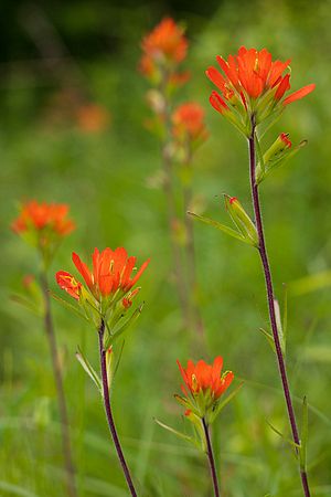 Close-up\n\nIndian Paintbrush