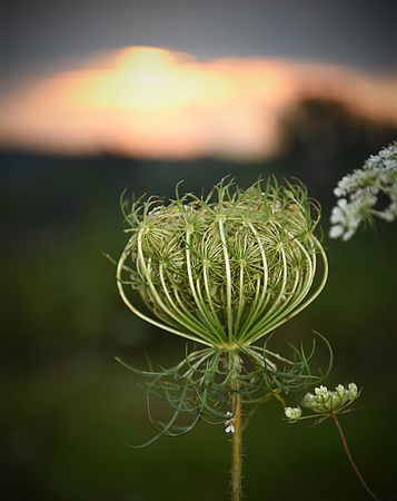 Close-up\n\nEarly for Sunrise