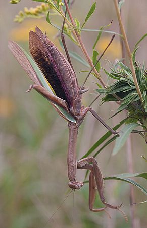 (C)Colleen Cleveland