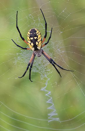 (C)Colleen Cleveland