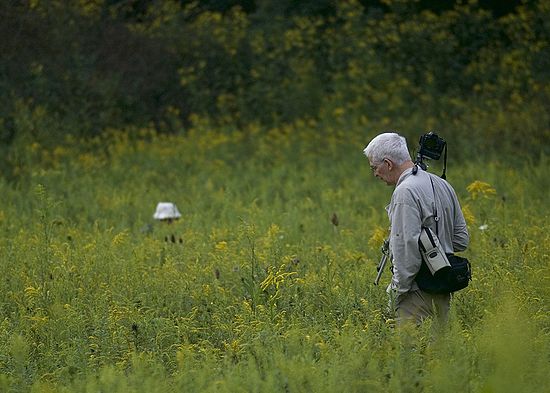 Ironweed Field